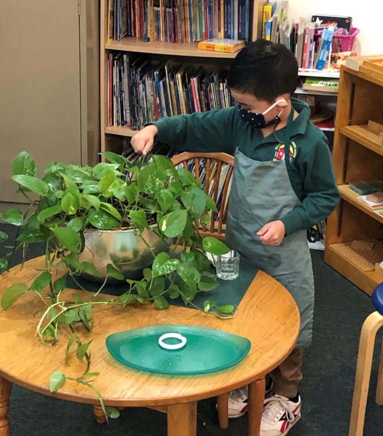 Child Wiping Leaves of Plant