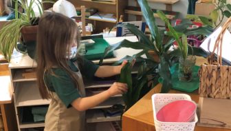 Child in Primary Classroom Watering Plant
